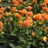 Dahlien auf der Insel Mainau