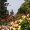 Insel Mainau, Dahlien