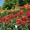 Dahlien