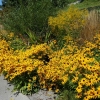 Blumenpracht