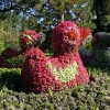 Blumenenten