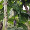 Bananen und Blüte