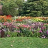 Dahlien