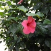 Blume