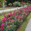 Rosengarten