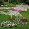 Bodensee als Blumenbild