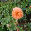 Rose auf der Insel Mainau