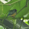 Vogel im Schmetterlingshaus