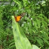 im Schmetterlingshaus