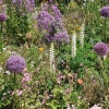 Blumeninsel Mainau