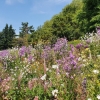 Blumeninsel Mainau