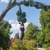 Bananenbaum