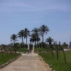 Palmen