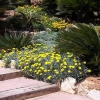 Blumen auf Mallorca