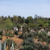 Kaktusgarten