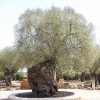 Olivenbaum