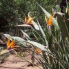 Blumen