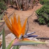 Blumen