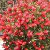 Blumenstrauss