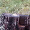 im Stazerwald