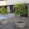 Orangenbäume vor dem Hotel