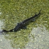 Riesenfisch in einem der Teiche