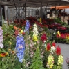 Auf dem Früchte- und Gemüsemarkt