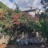 Blühender Oleander