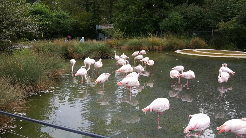 Flamingo