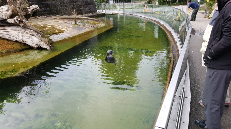 Seehund