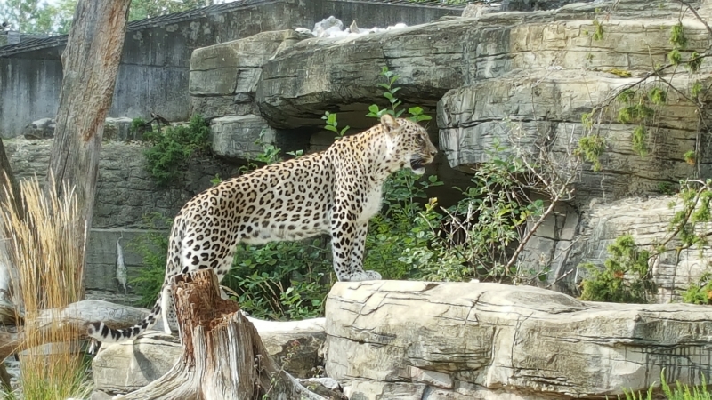 Leopard