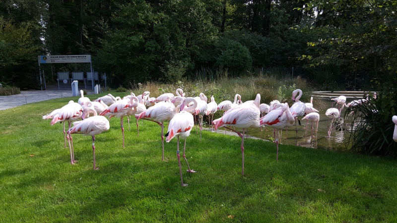 Flamingo