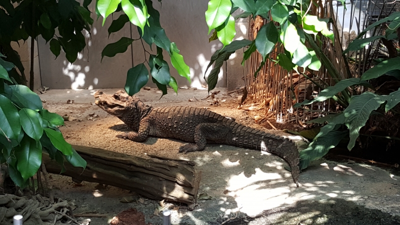 Krokodil