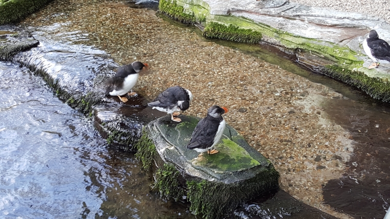Papageientaucher