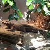 Krokodil