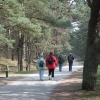 Viele Kiefer-, Arven- und andere Nadelholzwälder laden zum Wandern und Flanieren ein.