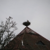 Storch auf einem Hausdach