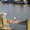 am Hafen