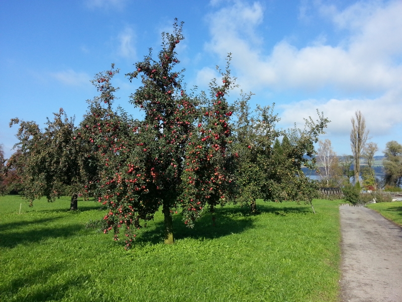 Apfelbaum voll Äpfel