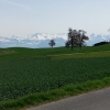 Alpenkamm