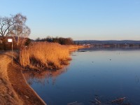 Schilfband am Klingnauer Stausee