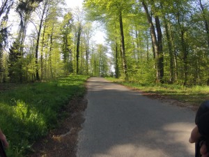Frühlingswald am Katzensee