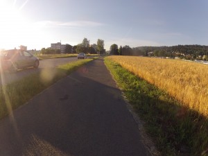 Getreidefeld in der Morgensonne