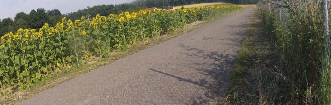 Das erste Feld blühender Sonnenblumen in diesem Jahr