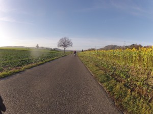 Sonnenblumen zwischen Endingen und Würenlingen
