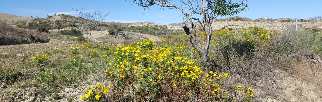 Frühling in der Sierra Cabrera