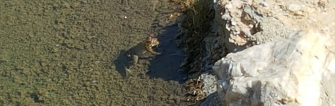 Frosch im Teich