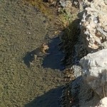 Frosch im Teich