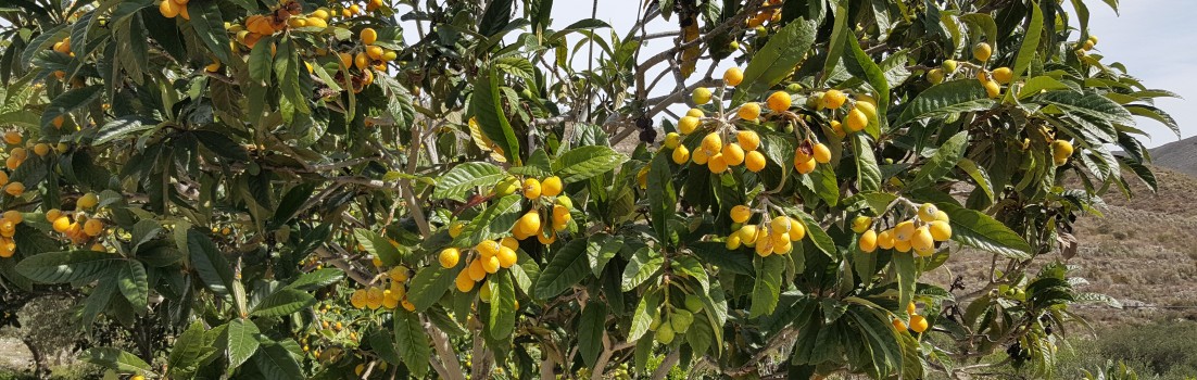 Von Orangen und anderen Früchten entlang der Strasse