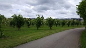 Holunder in der Plantage